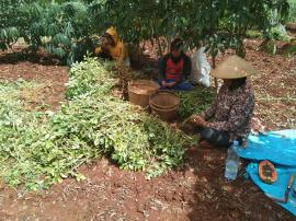 PETANI PANEN KACANG TANAH